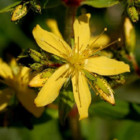 St John's-Wort, Hairy (Hypericum hirsutum) Plant