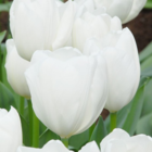 Hakuun Tulip Bulbs