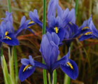 Harmony (Dwarf) Iris Bulbs