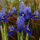 Harmony (Dwarf) Iris Bulbs