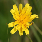 Hawkbit, Autumn (Leontodon autumnalis) Plant