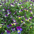Heartsease (Viola tricolor) Plants