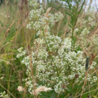 Bedstraw, Hedge (Galium mollugo) Plant