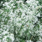 Bedstraw, Hedge (Galium mollugo) Plant