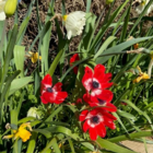 Coronaria Hollandia Anemone Bulbs