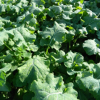 Hungry Gap, Forage Rape