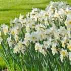 Ice Follies Narcissi Bulbs