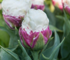 Ice Cream Tulip Bulbs