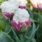 Ice Cream Tulip Bulbs