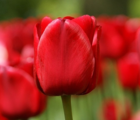 Ile de France Tulip Bulbs