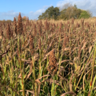 Intermediate Sorghum Seed