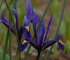 Reticulata (Dwarf) Iris Bulbs