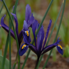Reticulata (Dwarf) Iris Bulbs