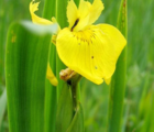 Iris, Yellow-Flag (Iris pseudacorus) Plant