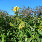 Jack Russell Wild Bird Seed Mixture