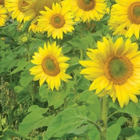 Jack Russell Wild Bird Seed Mixture