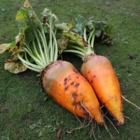 Jamon Fodder Beet