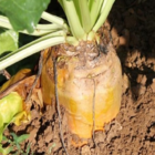 Jamon Fodder Beet