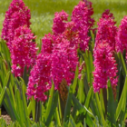 Jan Bos Hyacinth Bulbs