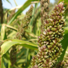 Japanese Reed Millet Seed