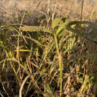 Japanese Reed Millet Seed