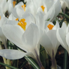 Jeanne d'Arc Crocus Bulbs