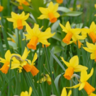 Jetfire Narcissi Bulbs