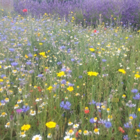 BS9M: Cornfield Annuals Wildflower Meadow Seeds