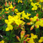 Trefoil, Bird's-foot (Lotus corniculatus) Seeds