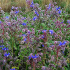 Borage (Borago officinalis) Plant