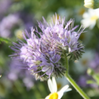 Phacelia Seed (Phacelia tanacetifolia)