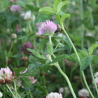 Red Clover Seed (Trifolium pratense)