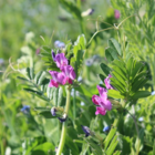 Vetch, Common (Vicia sativa) Plant