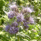 Phacelia Seed (Phacelia tanacetifolia)