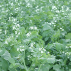 ROMESA Fodder Radish Seed (Raphanus sativus)