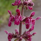 Woundwort, Hedge (Stachys sylvatica) Plant