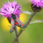 Knapweed, Common (Centaurea nigra) Plant