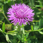 Knapweed, Common (Centaurea nigra) Seeds