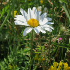 Daisy, Ox-eye (Leucanthemum vulgare) Seeds