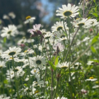 Daisy, Ox-eye (Leucanthemum vulgare) Plant