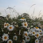 Daisy, Ox-eye (Leucanthemum vulgare) Seeds