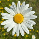 Daisy, Ox-eye (Leucanthemum vulgare) Plant