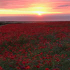 Poppy, Common (Papaver rhoeas) Plants