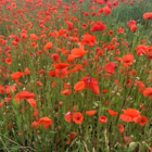 Poppy, Common (Papaver rhoeas) Plants