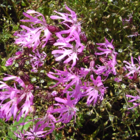 Ragged Robin (Lychnis flos-cuculi) Seeds