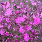 Campion, Red (Silene dioica) Plant