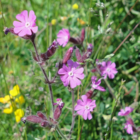 Campion, Red (Silene dioica) Plant