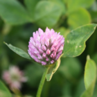 Clover, Wild Red (Trifolium pratense) Plant