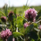 Clover, Wild Red (Trifolium pratense) Plant