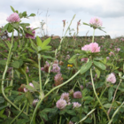 Red Clover Seed (Trifolium pratense)